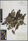 Foto von Salix atrocinerea Brot. x Salix caprea L.